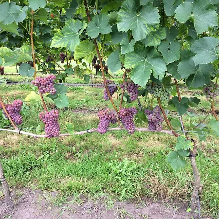 B&B Op Wijngoed Havelte-2
